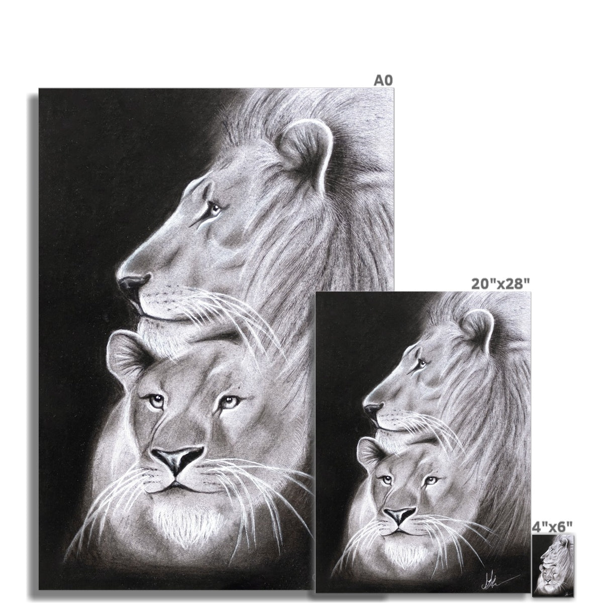 Hahnemühle German Etching Print | Lion