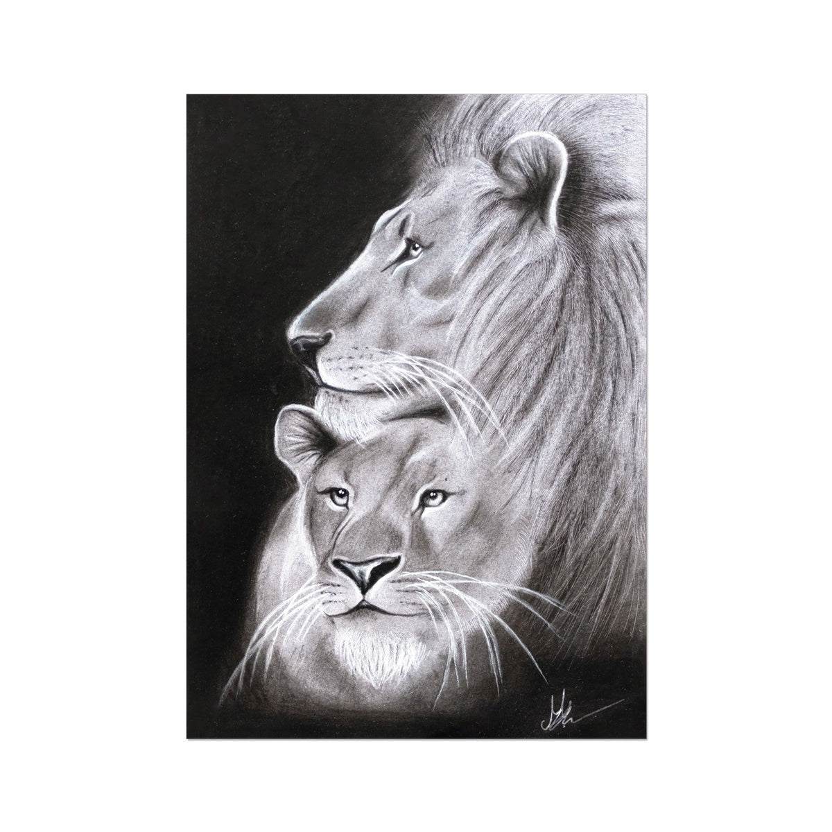 Hahnemühle German Etching Print | Lion